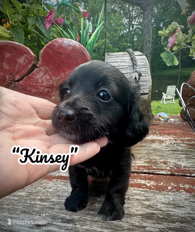 Kinsey – Doxiepoo, Miniature Dachshund puppy for sale in Coal City, IN