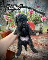 Dallas, a male Maltipoo and Poodle - Toy  for sale in Coal City, IN – Photo 4 of 7