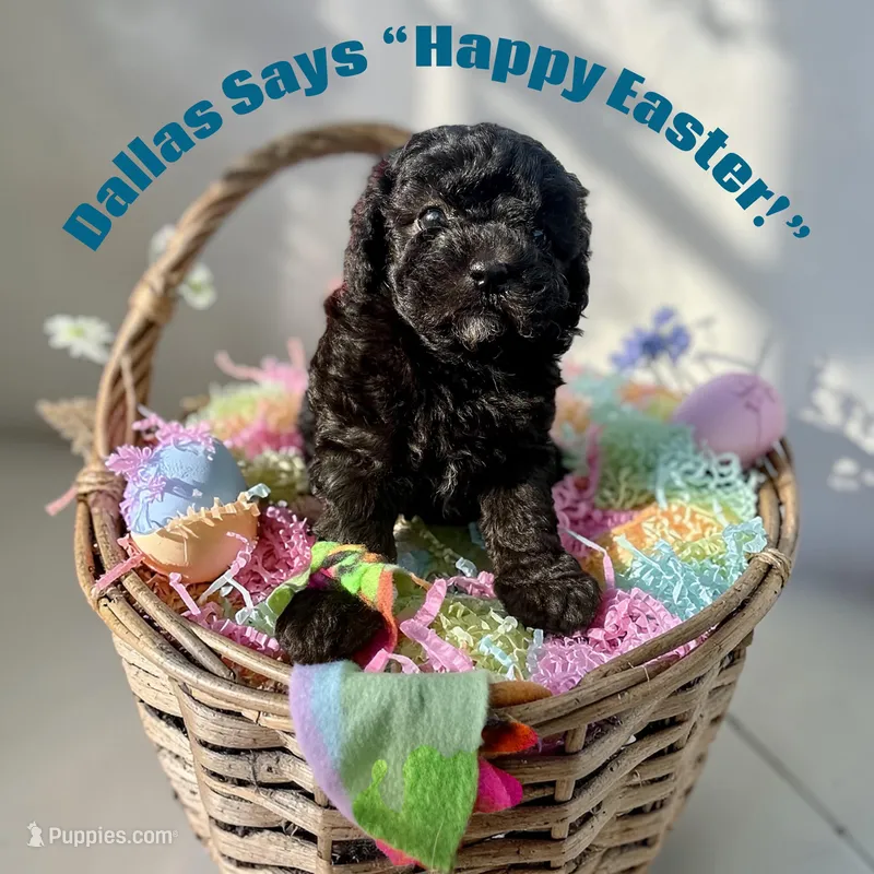 Dallas – Maltipoo, Poodle - Toy  puppy for sale in Coal City, IN