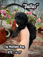 Dallas, a male Maltipoo and Poodle - Toy  for sale in Coal City, IN – Photo 3 of 7