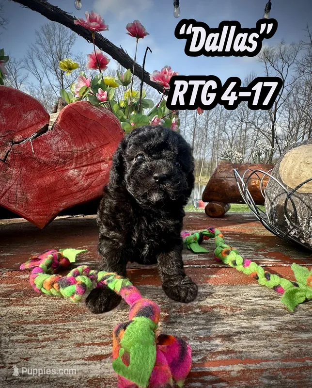 Dallas – Maltipoo, Poodle - Toy  puppy for sale in Coal City, IN