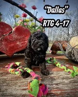 Dallas, a male Maltipoo and Poodle - Toy  for sale in Coal City, IN – Photo 1 of 7