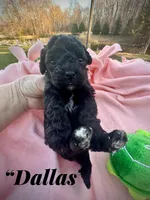 Dallas, a male Maltipoo and Poodle - Toy  for sale in Coal City, IN – Photo 2 of 6