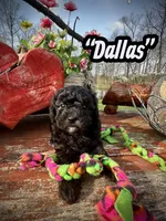 Dallas, a male Maltipoo and Poodle - Toy  for sale in Coal City, IN – Photo 2 of 7