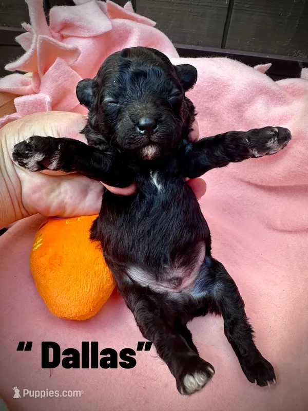 Dallas – Maltipoo puppy for sale in Coal City, IN
