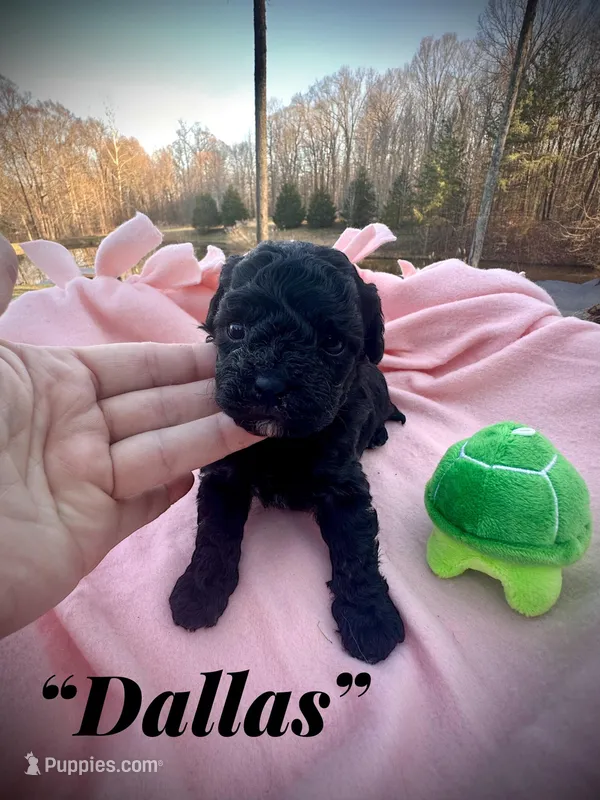 Dallas – Maltipoo puppy for sale in Coal City, IN