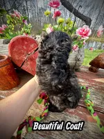 Dallas, a male Maltipoo and Poodle - Toy  for sale in Coal City, IN – Photo 5 of 7