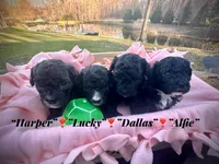 Dallas, a male Maltipoo and Poodle - Toy  for sale in Coal City, IN – Photo 4 of 6