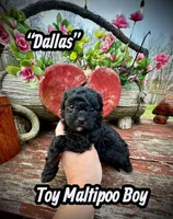 Dallas, a male Maltipoo and Poodle - Toy  for sale in Coal City, IN – Photo 2 of 7