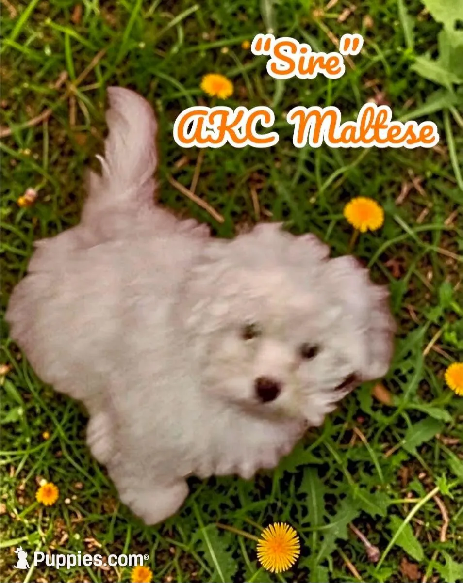 Dallas, a male Maltipoo and Poodle - Toy  for sale in Coal City, IN – Photo 5 of 7