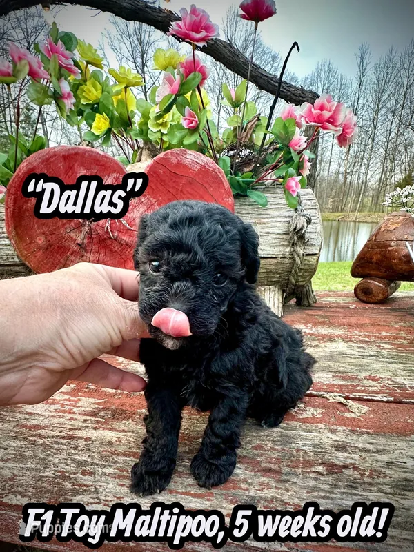 Dallas – Maltipoo, Poodle - Toy  puppy for sale in Coal City, IN