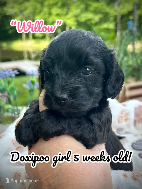 Willow  – Doxiepoo, Miniature Dachshund puppy for sale in Coal City, IN