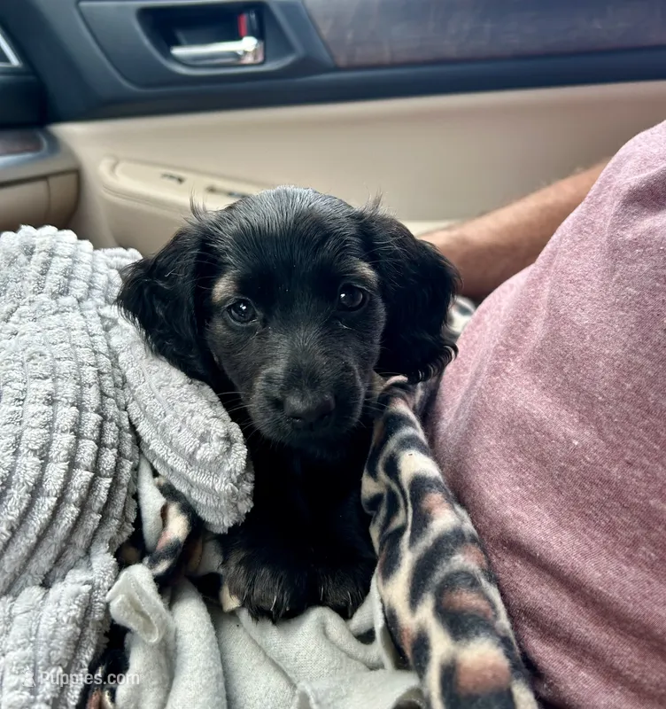 Nova – Doxiepoo, Miniature Dachshund puppy for sale in Coal City, IN