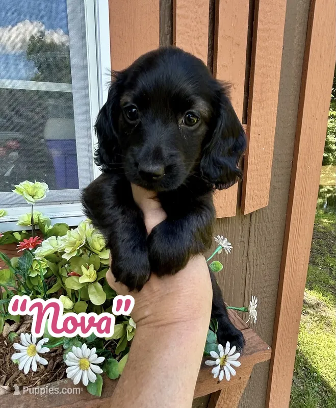 Nova – Doxiepoo, Miniature Dachshund puppy for sale in Coal City, IN