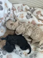 Cashew, a male Maltipoo for sale in Coal City, IN – 2 of 5