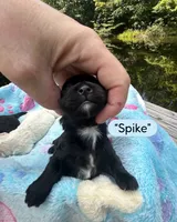 Spike, a male Maltipoo for sale in Coal City, IN – 2 of 5