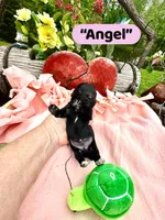 Angel, a female Doxiepoo and Miniature Dachshund for sale in Coal City, IN – 2 of 4