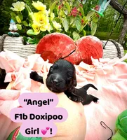 Angel, a female Doxiepoo and Miniature Dachshund for sale in Coal City, IN – 1 of 4