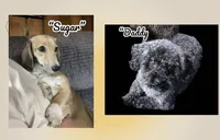Angel, a female Doxiepoo and Miniature Dachshund for sale in Coal City, IN – 4 of 4