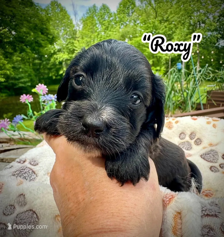Roxy – Doxiepoo, Miniature Dachshund puppy for sale in Coal City, IN