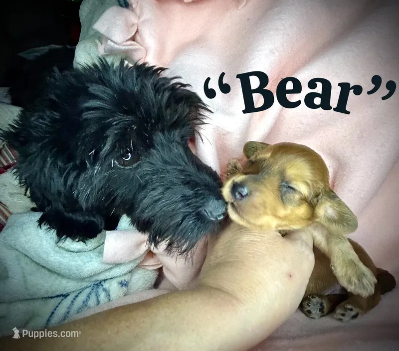 Bear – Doxiepoo, Miniature Dachshund puppy for sale in Coal City, IN