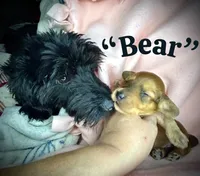 Bear, a male Doxiepoo and Miniature Dachshund for sale in Coal City, IN – 1 of 5