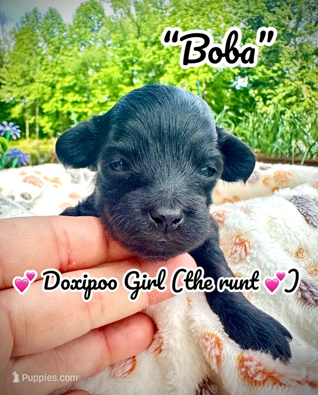 Boba – Doxiepoo, Miniature Dachshund puppy for sale in Coal City, IN
