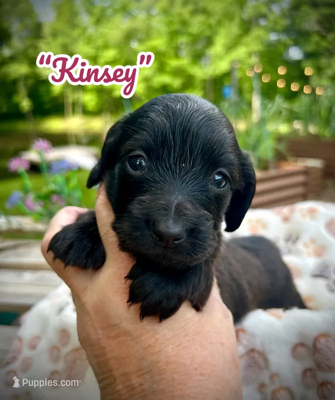 Kinsey – Doxiepoo, Miniature Dachshund puppy for sale in Coal City, IN