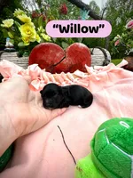 Willow , a female Doxiepoo and Miniature Dachshund for sale in Coal City, IN – 2 of 4