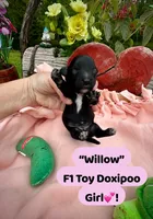Willow , a female Doxiepoo and Miniature Dachshund for sale in Coal City, IN – 1 of 4