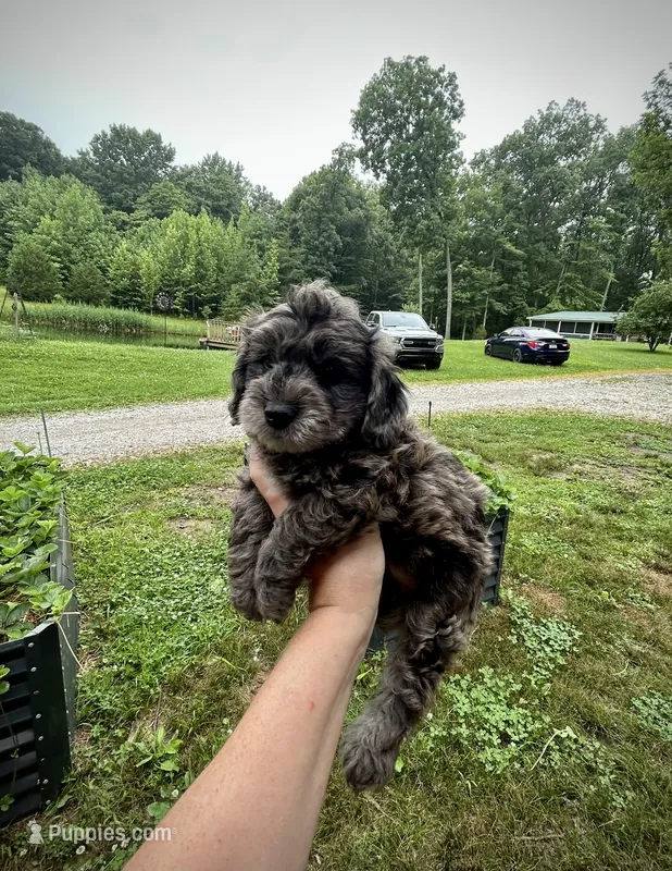 Shadow  – Doxiepoo, Miniature Dachshund puppy for sale in Coal City, IN
