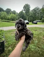 Shadow , a male Doxiepoo and Miniature Dachshund for sale in Coal City, IN – 1 of 4