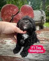 Cinder, a female Maltipoo for sale in Coal City, IN – 3 of 6
