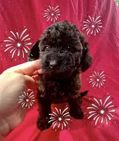 Jersey, a female Doxiepoo and Miniature Dachshund for sale in Coal City, IN – 2 of 3