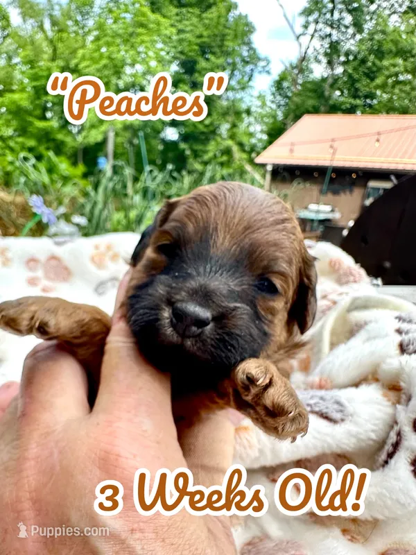 Peaches – Doxiepoo, Miniature Dachshund puppy for sale in Coal City, IN