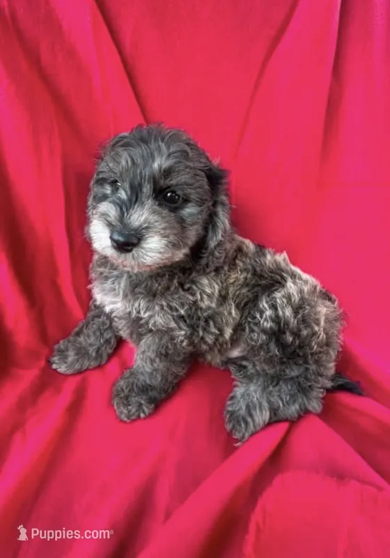 Shadow  – Doxiepoo, Miniature Dachshund puppy for sale in Coal City, IN