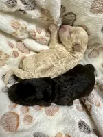 Bean, a male Maltipoo for sale in Coal City, IN – 2 of 5