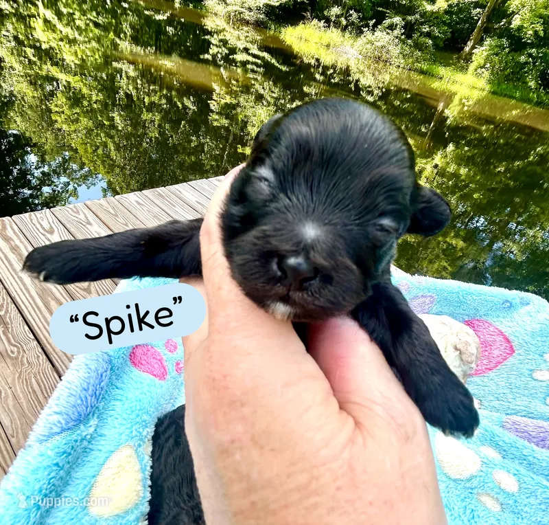 Spike – Maltipoo puppy for sale in Coal City, IN