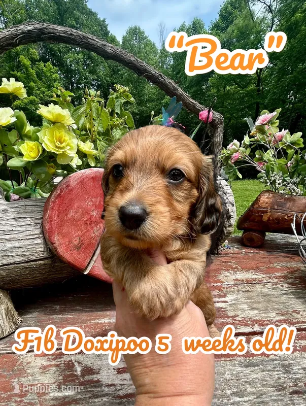 Bear – Doxiepoo, Miniature Dachshund puppy for sale in Coal City, IN