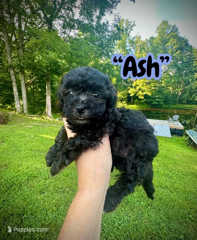 Ash – Maltipoo puppy for sale in Coal City, IN