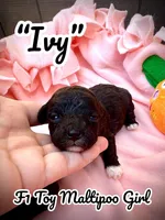 Ivy, a female Maltipoo for sale in Coal City, IN – Photo 1 of 3