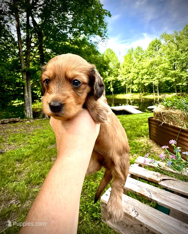 Bear – Doxiepoo, Miniature Dachshund puppy for sale in Coal City, IN