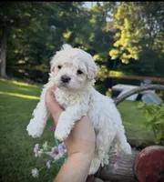 Salem, a male Maltipoo for sale in Coal City, IN – 2 of 5