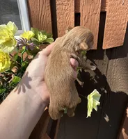 Skip, a male Maltipoo and Poodle - Toy  for sale in Coal City, IN – Photo 2 of 4