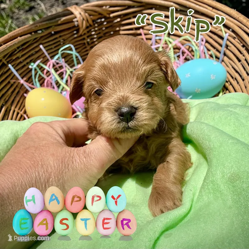 Skip – Maltipoo, Poodle - Toy  puppy on hold in Coal City, IN