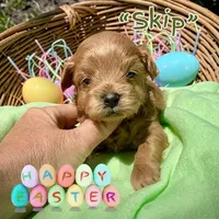 Skip, a male Maltipoo and Poodle - Toy  for sale in Coal City, IN – Photo 1 of 6