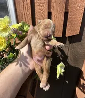 Skip, a male Maltipoo and Poodle - Toy  for sale in Coal City, IN – Photo 3 of 4