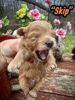 Skip, a male Maltipoo and Poodle - Toy  for sale in Coal City, IN – Photo 5 of 6