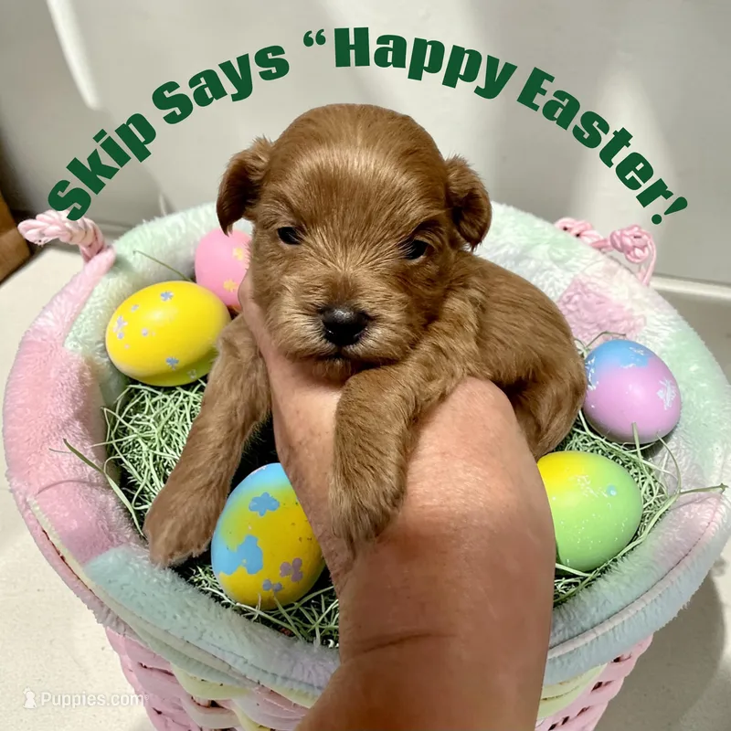 Skip – Maltipoo, Poodle - Toy  puppy for sale in Coal City, IN