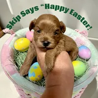 Skip, a male Maltipoo and Poodle - Toy  for sale in Coal City, IN – Photo 2 of 6